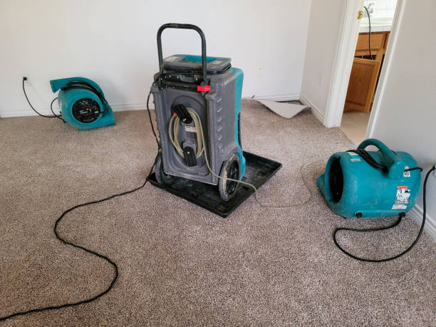 Best Carpet water damage restoration  in Birch Run, MI