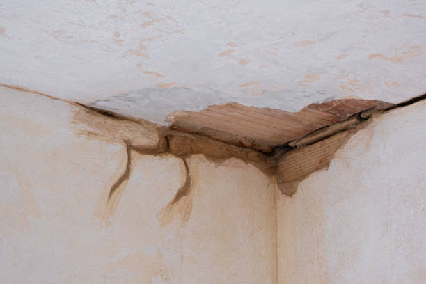 Best Water damage repair service  in Birch Run, MI